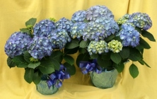 Blue Hydrangea from Mischler's Florist and Greenhouses in Williamsville, NY