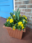 Pansy Pot w/ tulips from Mischler's Florist and Greenhouses in Williamsville, NY